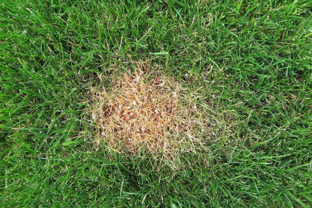 lawn with dry spot